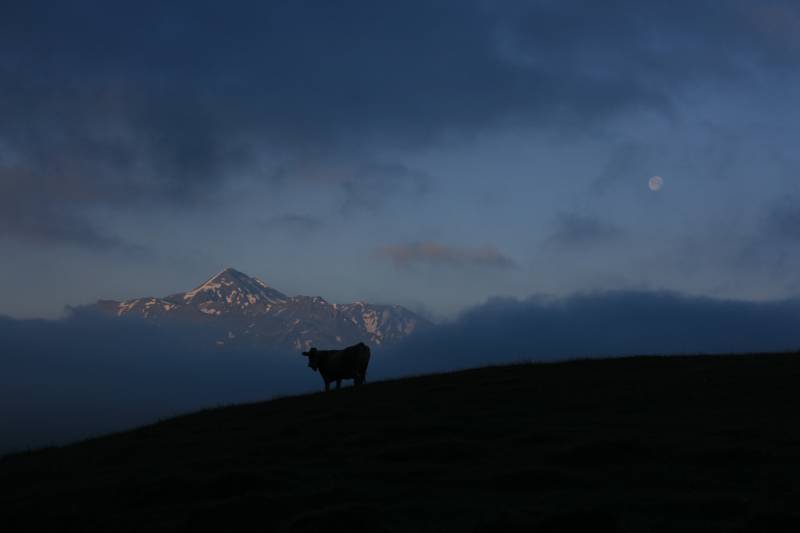 Kuh / Berg / Blasser Geselle / Sonnenaufgang