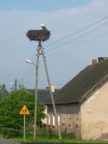 Landschaftstypisch, so viele Störche