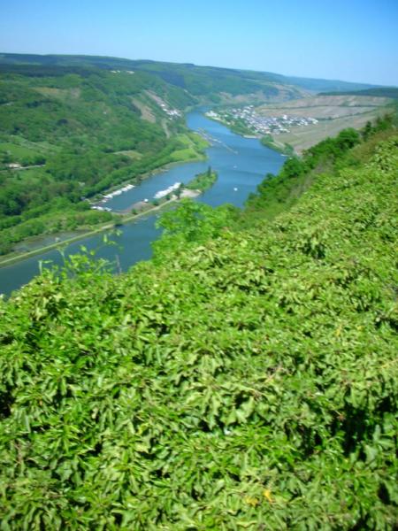 Mosel