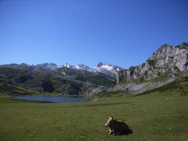 Picos de Europa