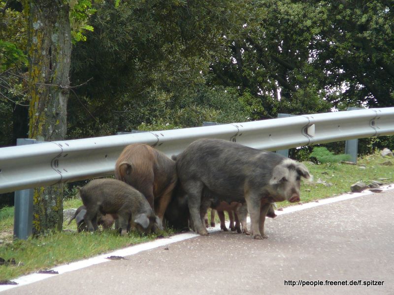 Sardinien 2008