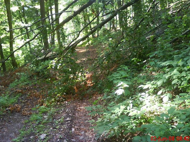 schon wieder baum im weg