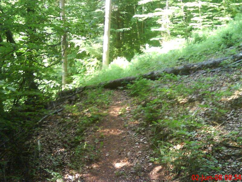 single trail und natrlich ein baum im weg