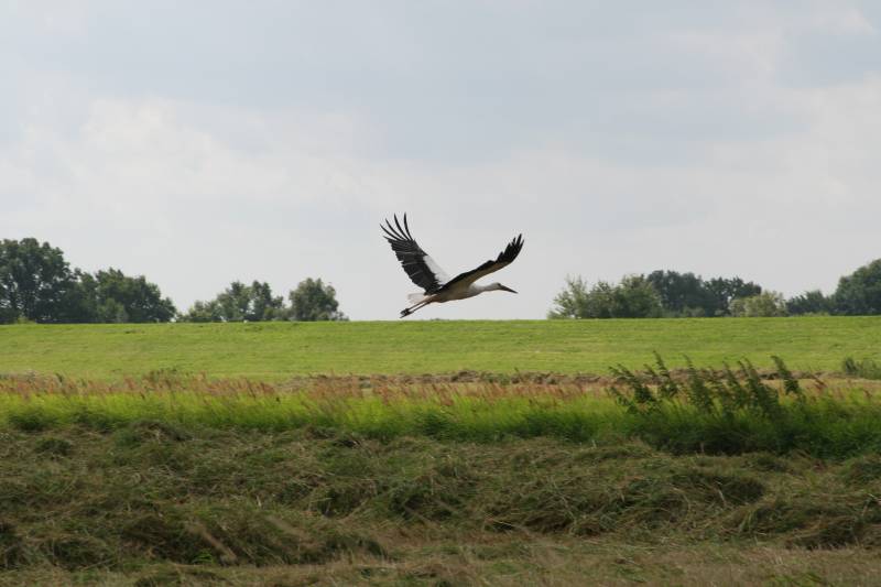 Storch i. d. Elb-tal-auen