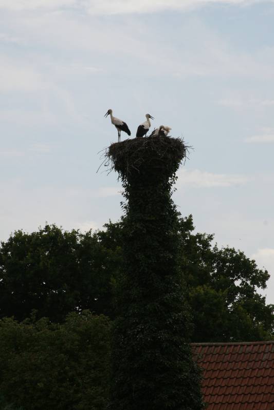 Storchennest an der Elbe