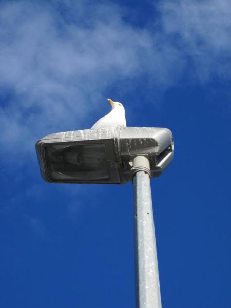 Tag 6 - Big "gull" is watching me!