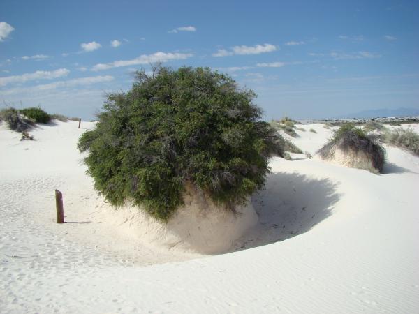 White Sands DSC00864