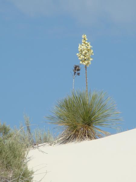 White Sands DSC00882