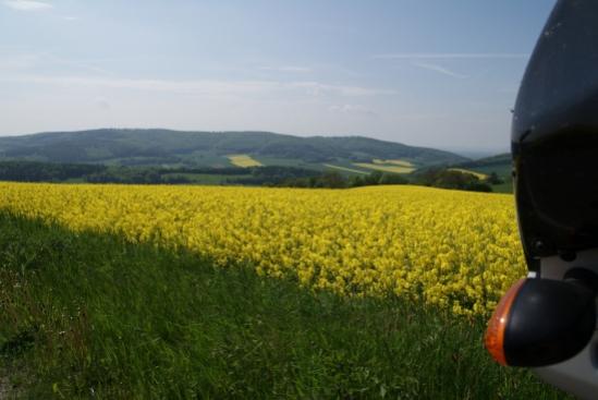 Zum Frühling gehören die Rapsfelder einfach dazu!